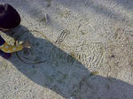 m_20080511267S.JPG