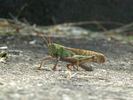 tonosamabatta0919_1.jpg