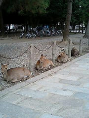 東大寺の鹿