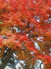 嵯峨釈迦堂清涼寺