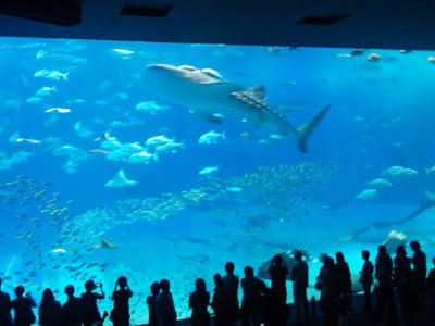 水族館だぞ