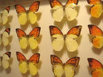 butterfly.jpg