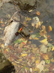 DSC05518.JPG