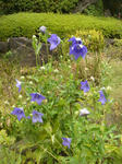 DSC05527.JPG