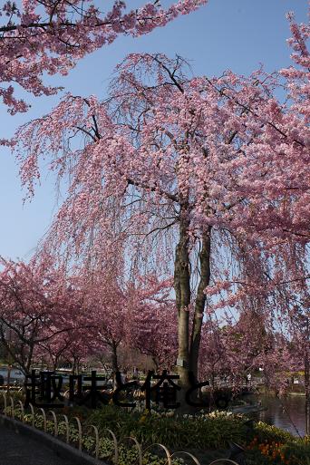 なばなの里の桜