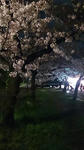 大阪城と天満橋の造幣局付近の夜桜