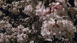 大阪城と天満橋の造幣局付近の夜桜