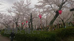 摂津峡の桜