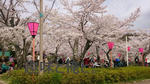 摂津峡の桜