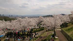 摂津峡の桜