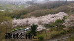 摂津峡の桜