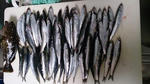 釣り at 南港海釣り公園