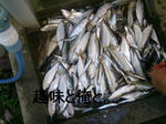 尼崎市立魚釣り公園での釣果