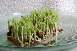 豆苗再利用01