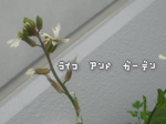 ルッコラの花