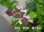 シナモンバジルの花