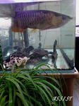 20090226_aro2.jpg