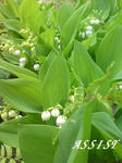 20090427_suzuran.jpg