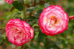 rose2009.jpg