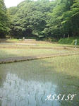 20090527tanbo.jpg