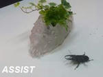 20090703hirata.jpg
