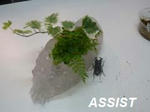 20090703nokogiri.jpg