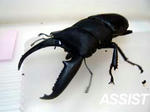 hirata76.jpg