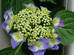 P1000978_hosei.jpg