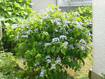 P1000980_hosei.jpg