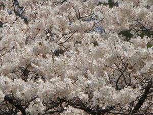 sakura