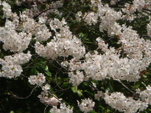 sakura2