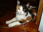 DSCF0110m.JPG