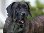 Brazilian_Mastiff_middle3.jpg