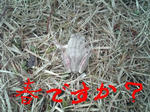 2009_02250012.jpg