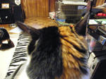 2009_03230002.jpg