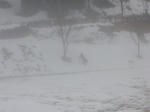 2010_02090002.jpg