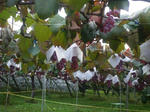 resize0240.jpg