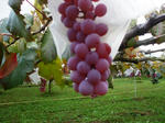resize0241.jpg