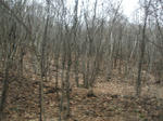 resize0278.jpg
