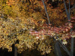 resize0310.jpg