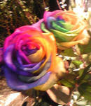 Image130.jpg