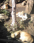 lion.jpg