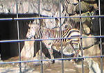 zebra.jpg