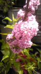 Image205.jpg