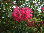 resize0532.jpg
