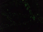 resize0567.jpg