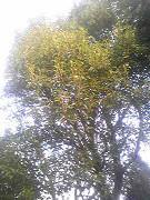 resize0995.jpg