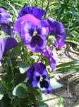 DCF_0416.JPG