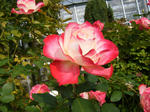 081018-1.jpg