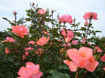 081018-2.jpg